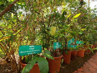 FL3A0151 herbal garden mvr ayurveda medical college parassinikadavu