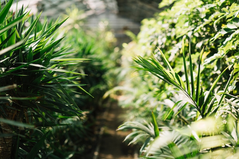 fresh plants growing greenhouse 23 2147918853